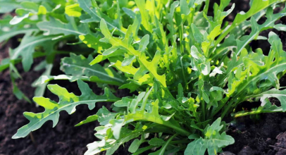 Руккола калорійність