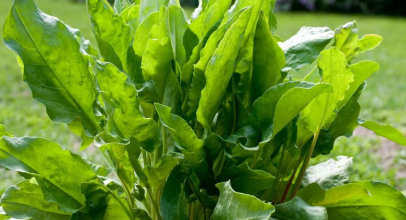 Щавель калорійність