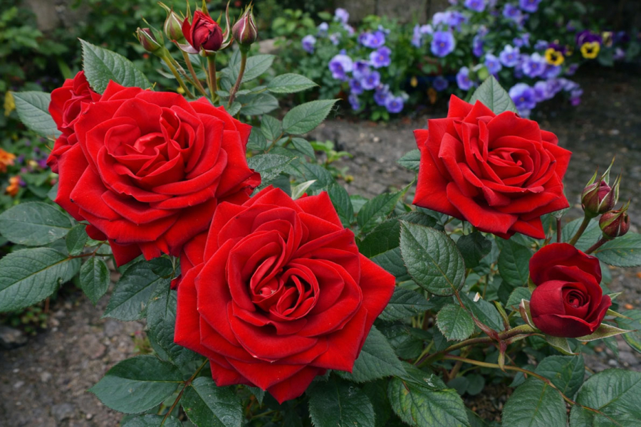 Системний підхід до вибору, посадки та догляду троянд