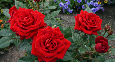 Системний підхід до вибору, посадки та догляду троянд