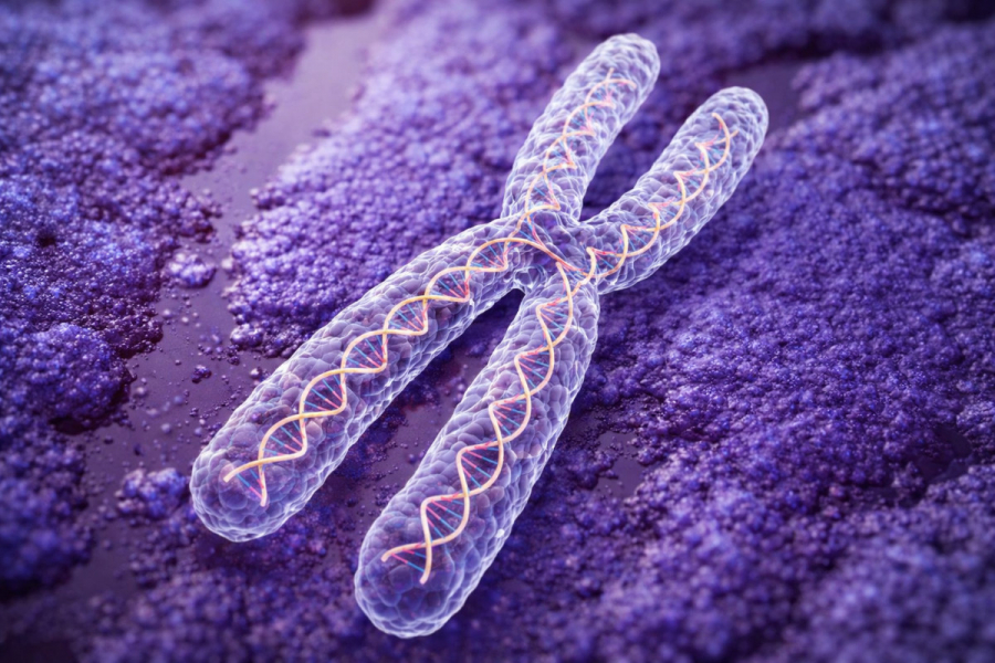 Скільки хромосом у людини