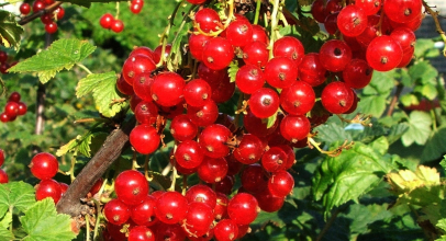 Смородина червона калорійність