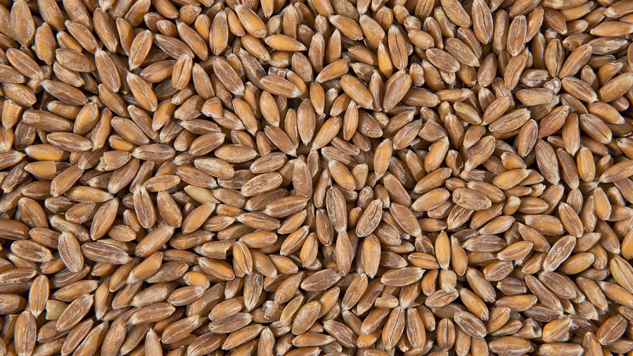 Спельта калорійність