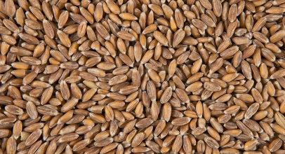 Спельта калорійність