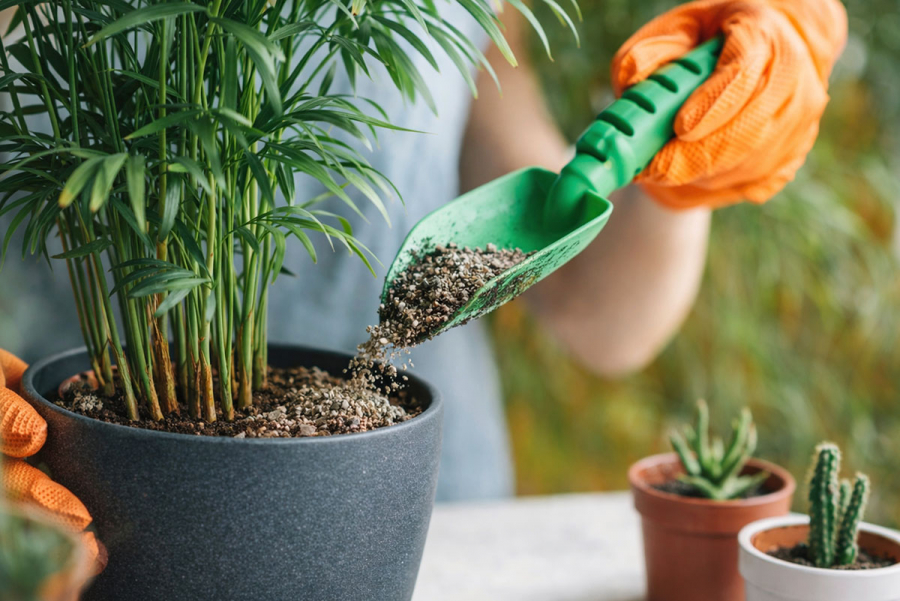 Суперфосфат для комнатных растений зимой: особенности подкормки