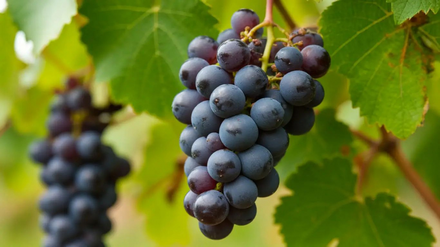 Виноград калорійність