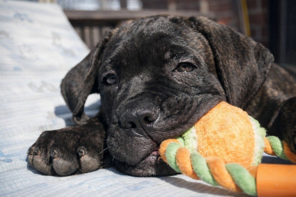 Чи підходить вам кане корсо