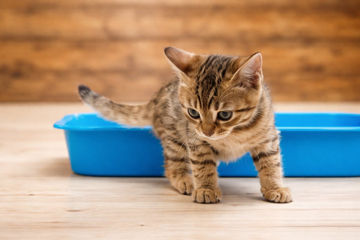 Почему запах такой стойкий