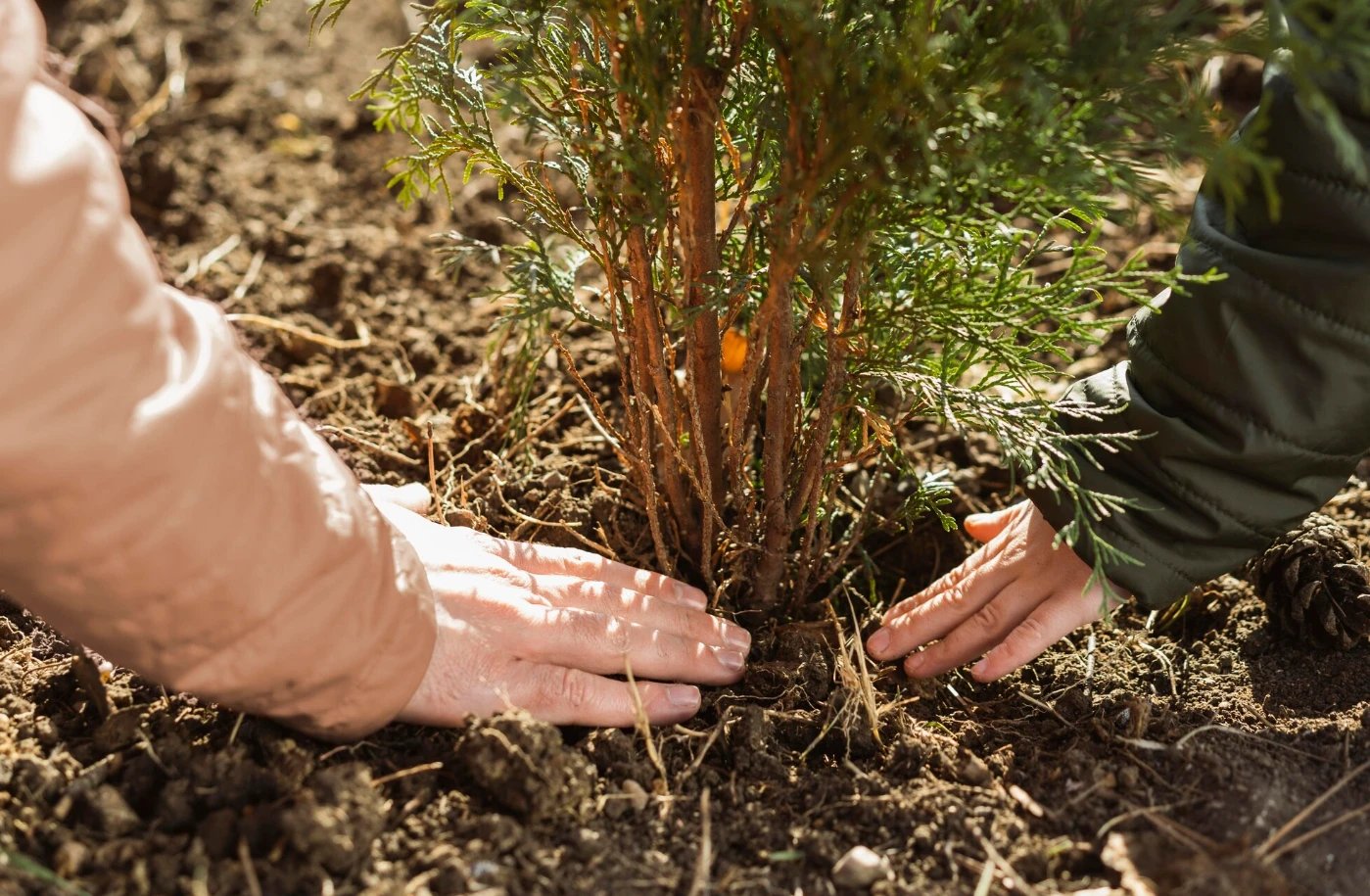 Почему для успешного выращиывания стоит покупать посадочный материал именно в питомнике?