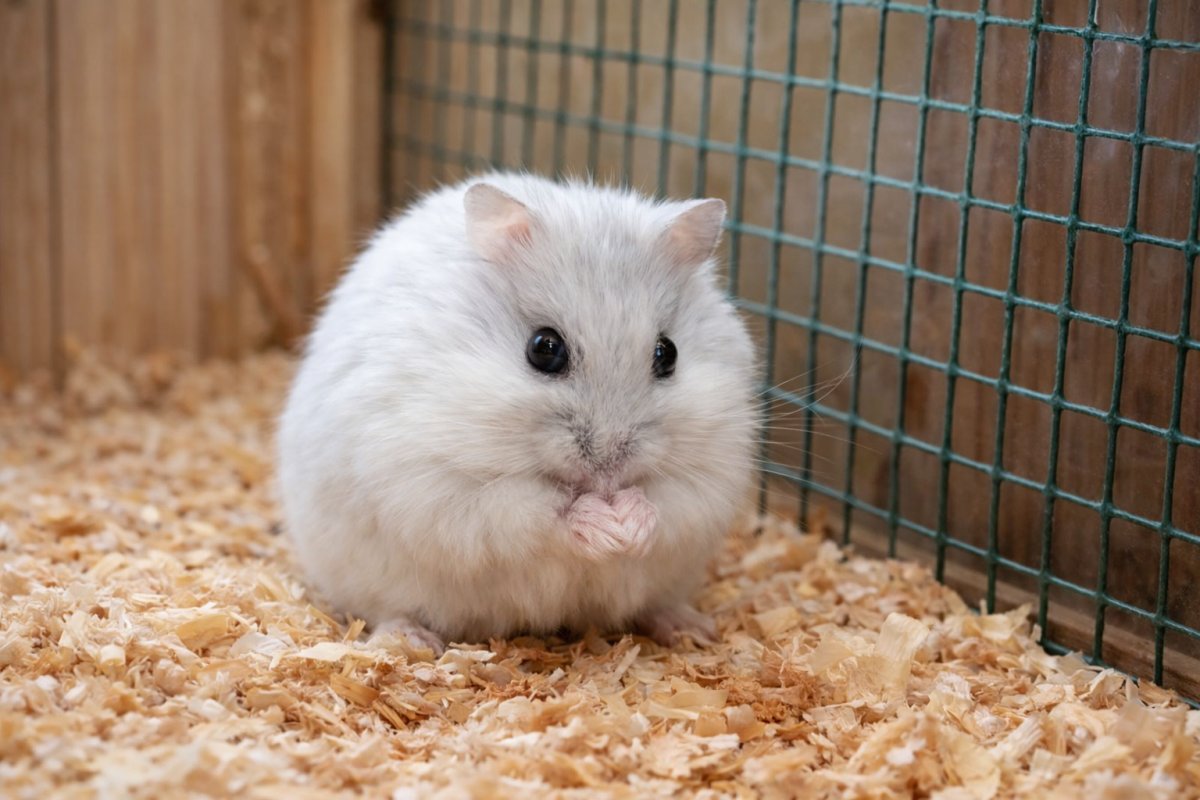 Особливості хом&rsquo;яка