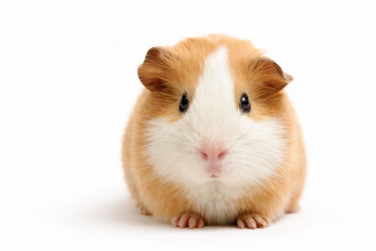 Особливості морської свинки