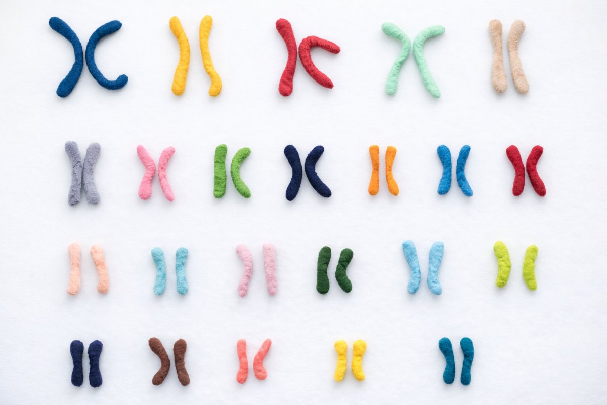 Таблица хромосомного набора человека Таблица хромосомного набора человека