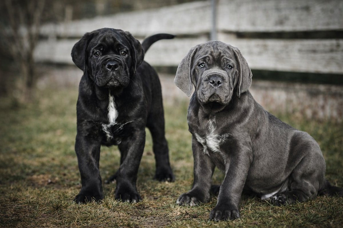 Виховання та дресирування
