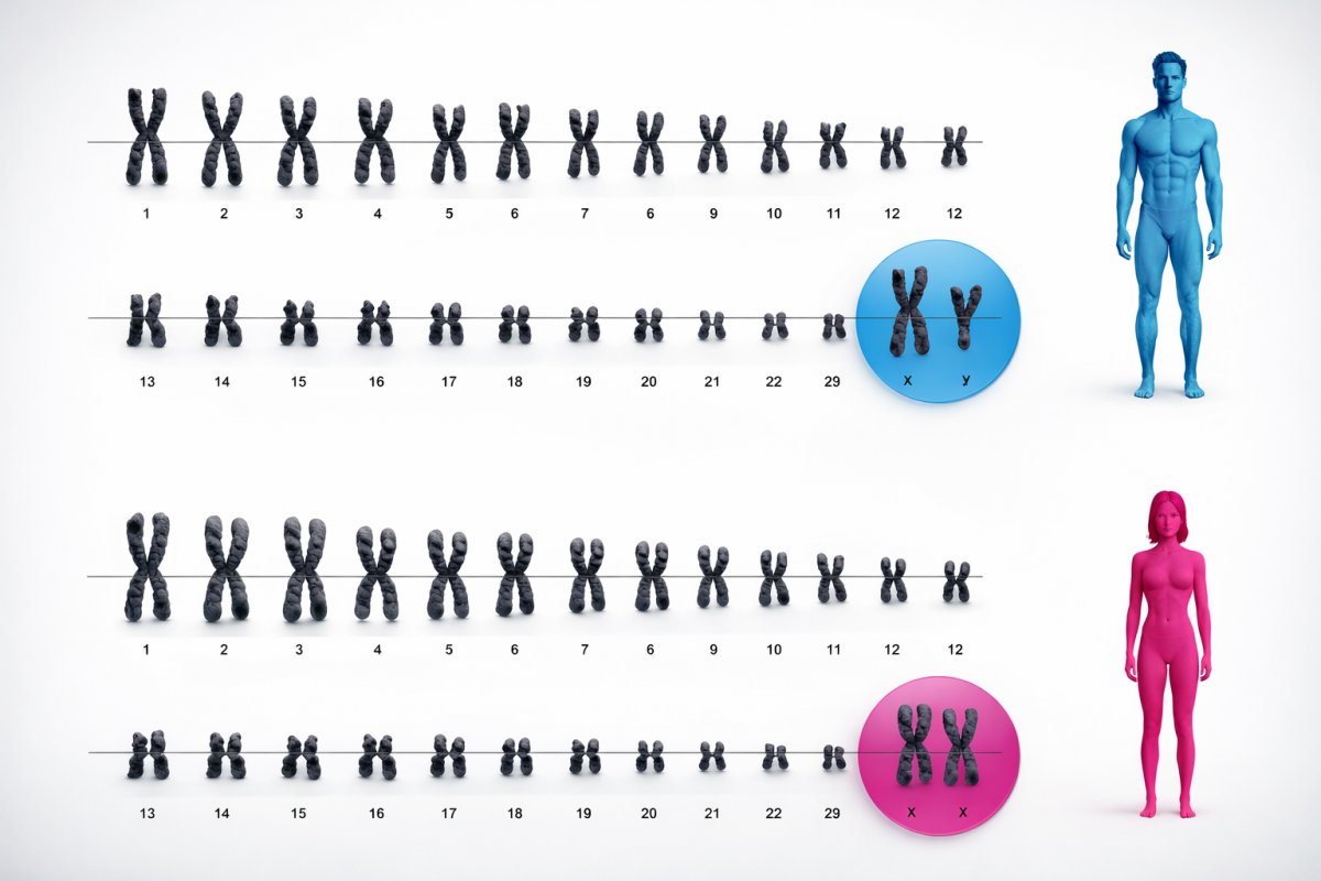 Возможные отклонения в количестве хромосом Возможные отклонения в количестве хромосом